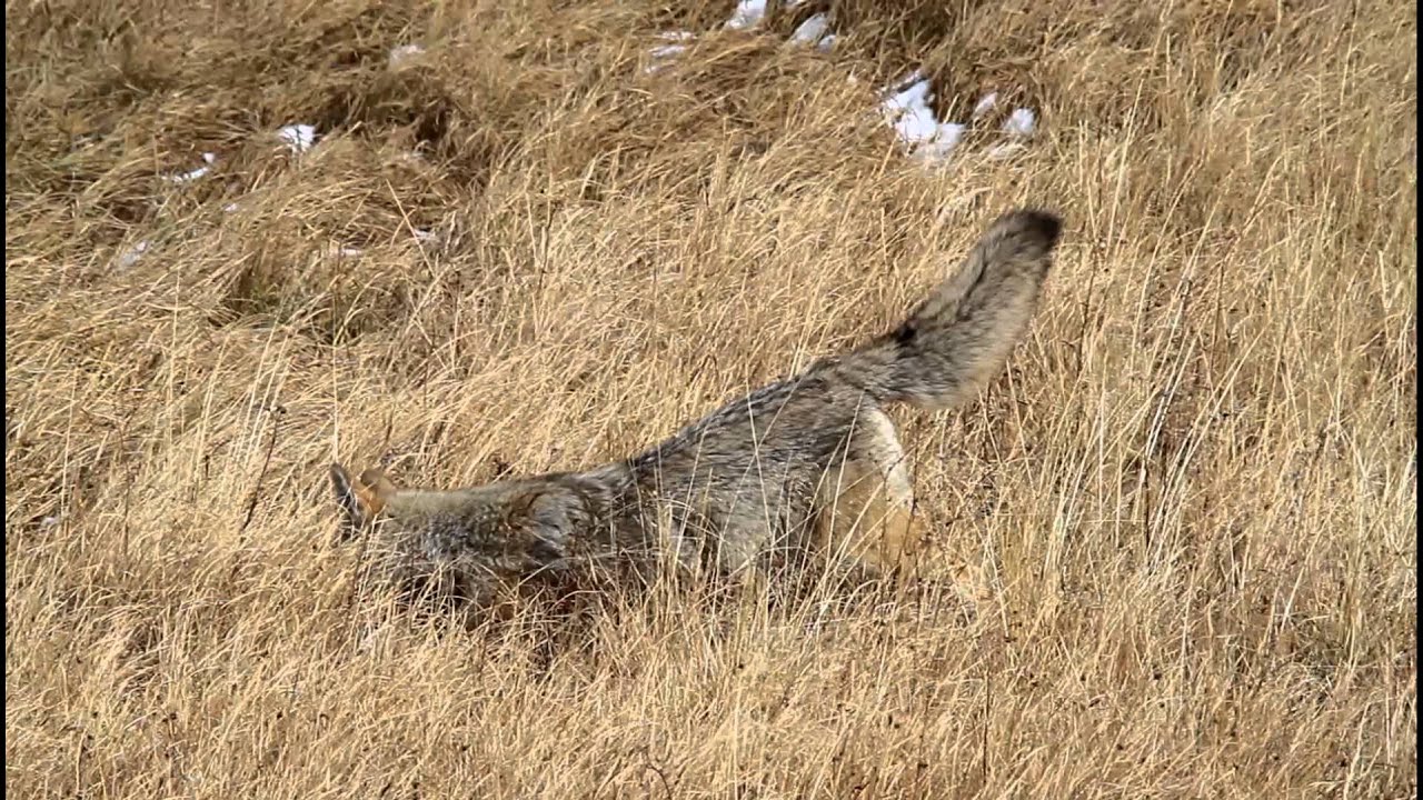 camera iphone 8 plus apk Allman - Coyote in Yellowston NP - Oct. 2011
