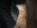 cute dog #cute #dog#doglover #puppy #labrador #shortvideo ##cute teddy bear pic