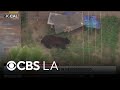Bear wanders through a Pacoima neighborhood