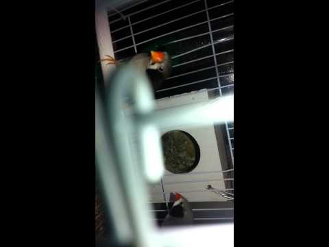 جوز بلاك شيك