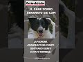 Il cane Zorro sbranato dai lupi, la padrona: "E' stato terribile"