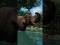 Cute Indian Elephant Playing with Water in our Tropical Zoo | Planet Zoo