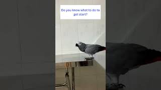 Ask Parrot Rocky to Pick C-A-B and C-A-T 🦜👩‍🏫 #africangrey #talkingparrot #cuteparrot #funnyparrot by Rocky and The Flock 248 views 2 months ago 1 minute, 22 seconds