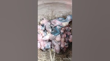 # bird lover couple# Java baby# Java birds# red eye java#