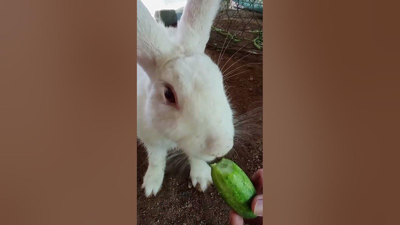 Rabbits eat cucumbers - YouTube