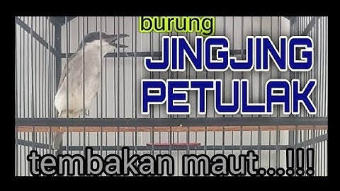 jingjing PETULAK gacor !! MASTERAN SANG JUARA 🏆🏆🏆