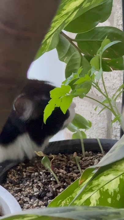Something Always Happens To My Seedlings My Cat Keeps Eating Them something-always-happens-to-my-seedlings-my-cat-keeps-eating-them