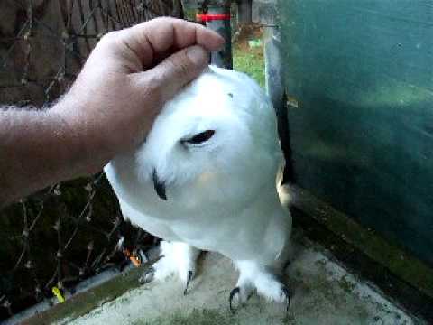 snowy-owl-progress