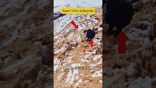 Leopar İnek Saldırısı Kenetlenmiş Sanki