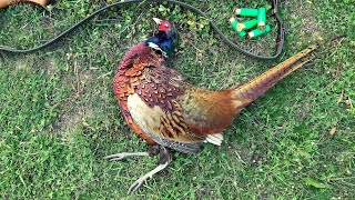 видео: Лов на Колхидски Фазан (Част-1) HD картинка: Лов на Колхидски Фазан (Част-1) HD