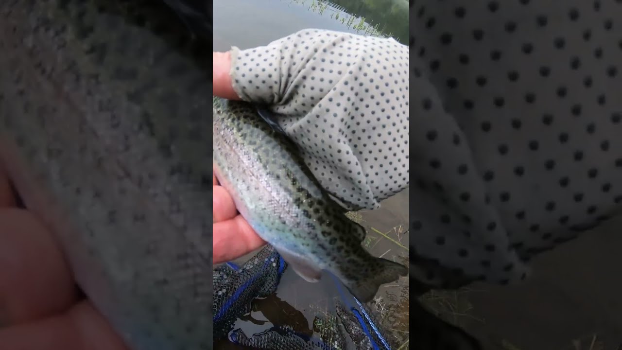 USE 10lb Braid To Catch MORE TROUT Shorts Fishing Fish Troutfishing Trout