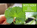 Gotu kola benefits for the brain the nerves and varicose veins