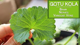 Gotu Kola Benefits for the Brain, the Nerves and Varicose Veins