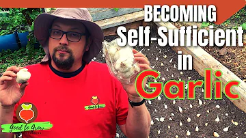 Can you eat garlic meant for planting?