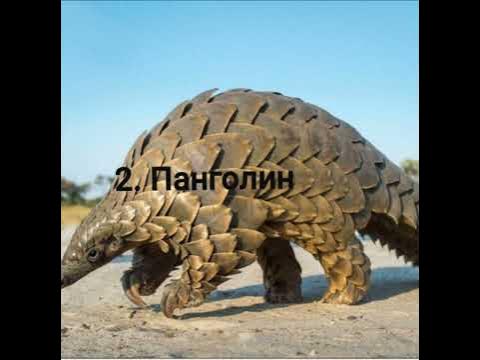 Топ 10 екзотични животни - YouTube