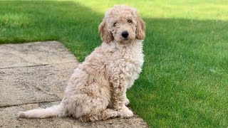 BRINGING HOME OUR MINIATURE LABRADOODLE PUPPY