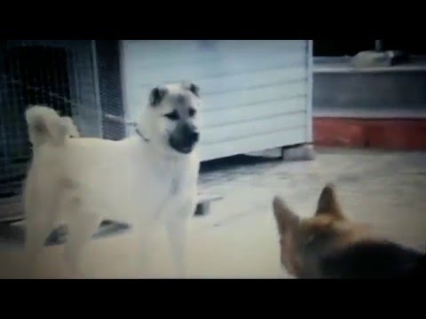 kangal ve kurt