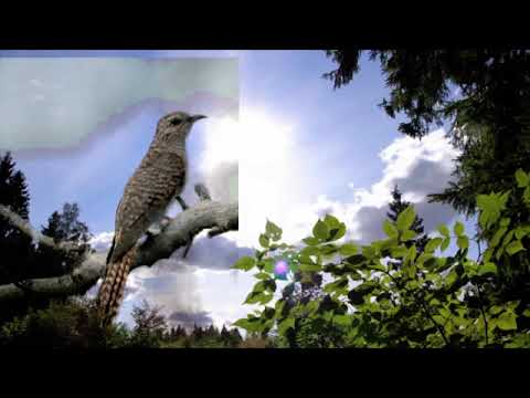 Suara Burung Kedasih, burung pertanda kematian!