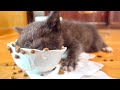 はらぺこになるととんでもない食べ方になってしまう子猫。