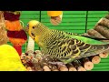 Budgie sounds for lonely birds | Video for cats to watch | Play this video on loop while away