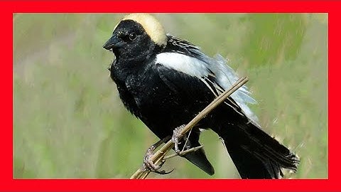 Bobolink Song! Bobolink Call! Bobolink Sound! Bobolink Chirp -Charlatán Canto- Dolichonyx Oryzivorus