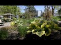 Les plantes vivaces  dans mon jardin