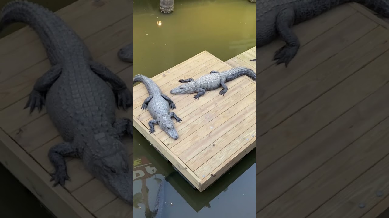 Big alligators at Fudpuckers in Destin, Florida. 🐊 