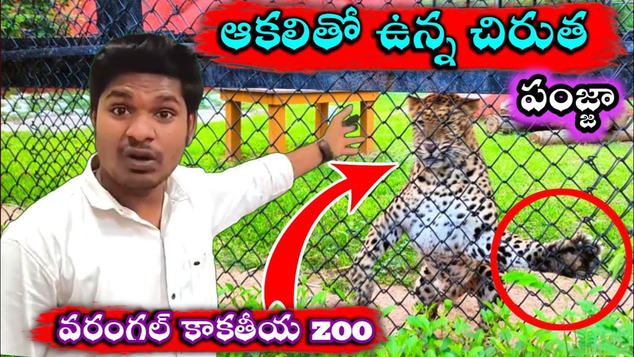 warangal zoo park 😍 beautiful place to spend time | ఎప్పుడైనా వరంగల్ వస్తే జూ పార్క్ వెళ్లండి ❤️