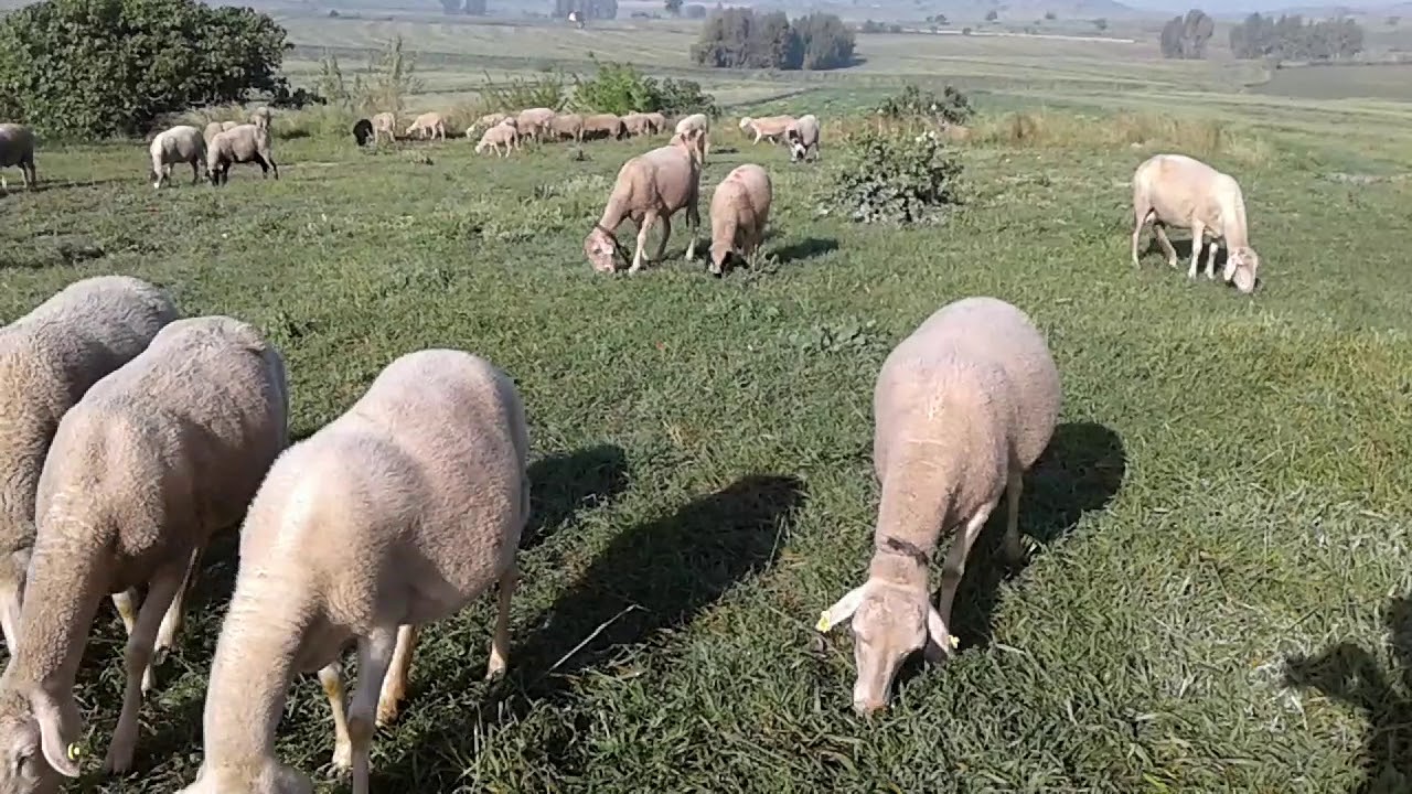 Koyunlar Otlanirken Insanin Ici Rahatliyor Videolu Ruya Tabirleri Animals