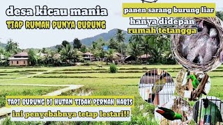 MENJELAJAHI DESA KICAU MANIA SETIAP RUMAH PUNYA BURUNG TAPI BURUNG TIDAK PERNAH PUNAH #kicaumania