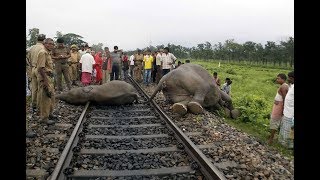 Животные попали под поезд