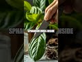 Clone a Pothos at Home: A Safe Leaf Propagation Experiment