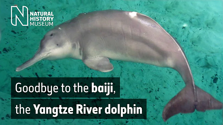 Goodbye to the baiji, the Yangtze River dolphin | Natural History Museum - DayDayNews