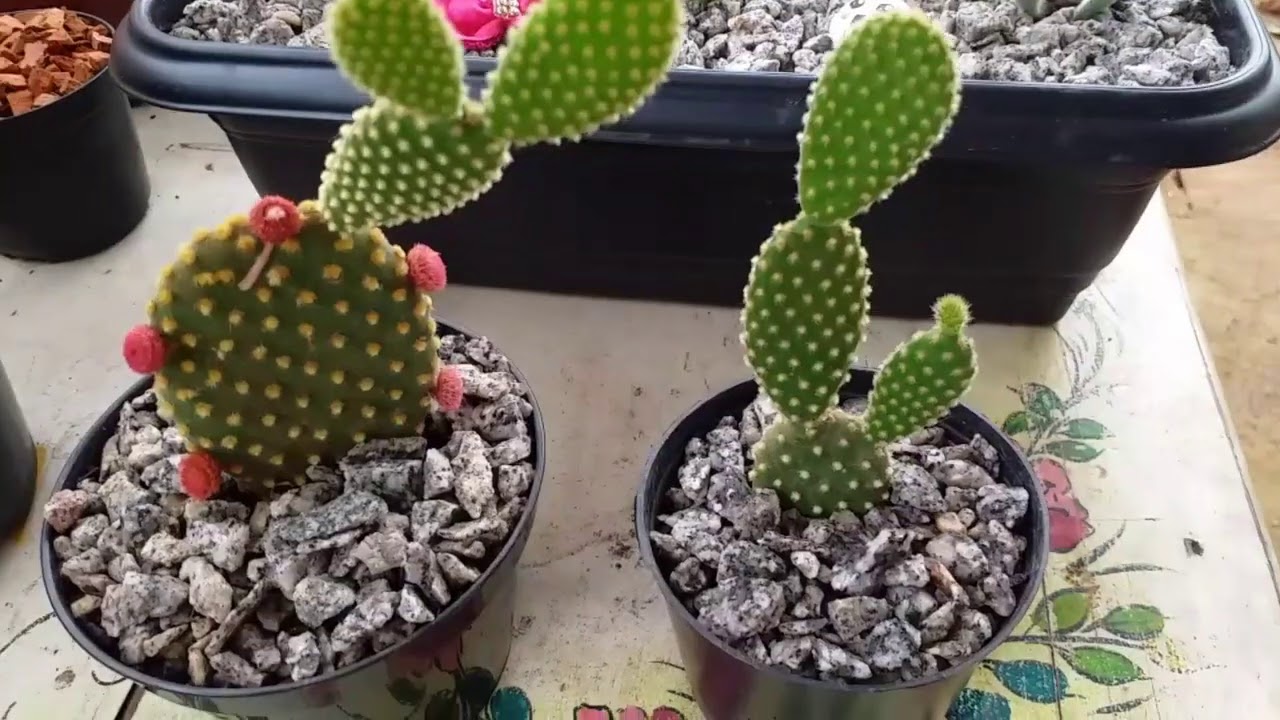 como cuidar do cacto Orelha de Mickey ☺️ como cuidar do cacto Orelha de Mickey ☺️