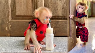 Monkey Puka cries because of a broken milk bottle - and Linda's warm actions