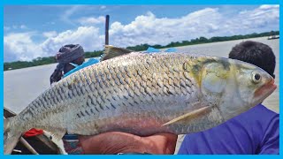 Live Hilsa Fish Catching Skill in Clean Bangladeshi River