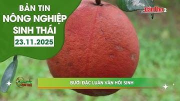 Bưởi Đặc Luận văn hồi sinh | NNST 23/11/2025