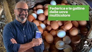 Verona: The Chickens with the Colored Eggs screenshot 3