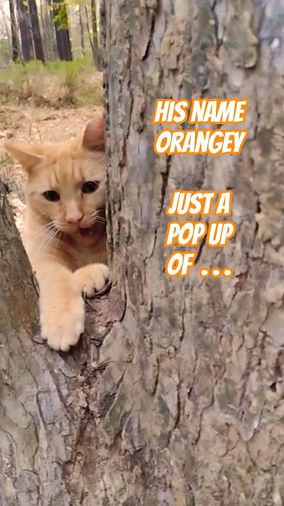 10 Seconds Of Cuteness! 😂 Orange Cat Behavior #shorts
