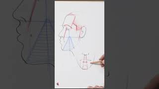 Важное в портрете - подбородок по отношению к губам