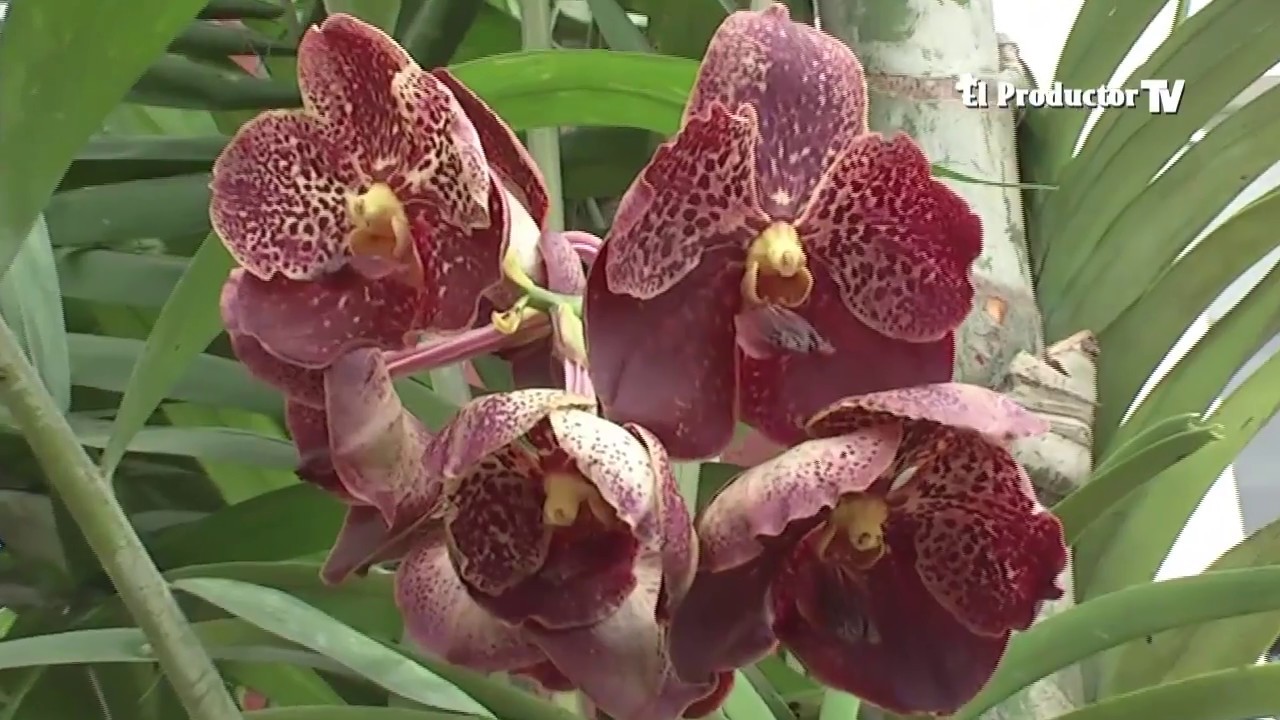 Orquideas De Ecuador Caracteristicas Cuidados Cultivo Y Mucho Mas