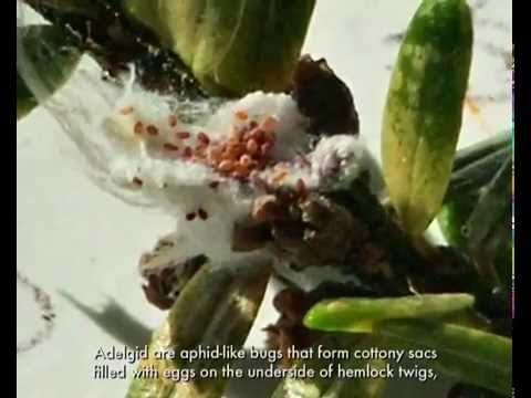 Invasive Woolly Adelgid on YouTube