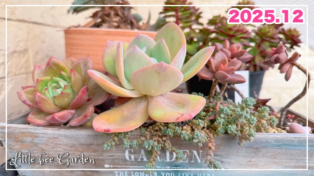 536] Introducing December balcony succulents and purchased