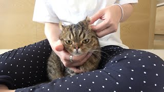 Cats got addicted to ear cleaning. (ENG SUB)