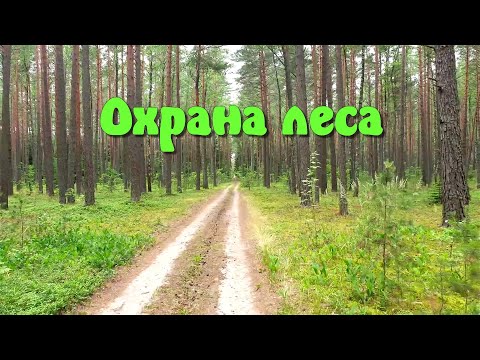 Охрана леса. Лесные богатства.