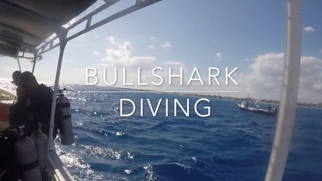 Elite Divers International Bullshark Diving Playa Del Carmen - YouTube