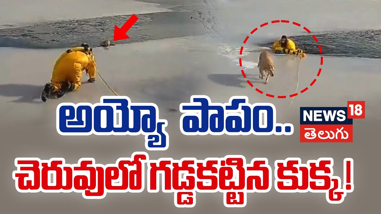 Police Officer Rescues Dog From Frozen Lake in New Jersey| అయ్యో పాపం ...