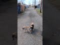Baby Bear meets his best friend Jack