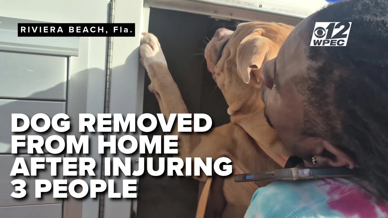 Pit bull attack leaves 3 injured in Florida, dog removed - YouTube