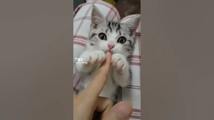 Video 3096501: breeds persian cat bengal, tabby cat persian, persian cat review, brush persian cat, cute cat